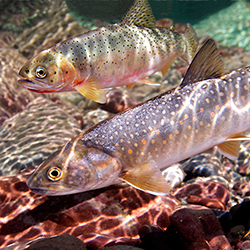 bull trout w/WCT