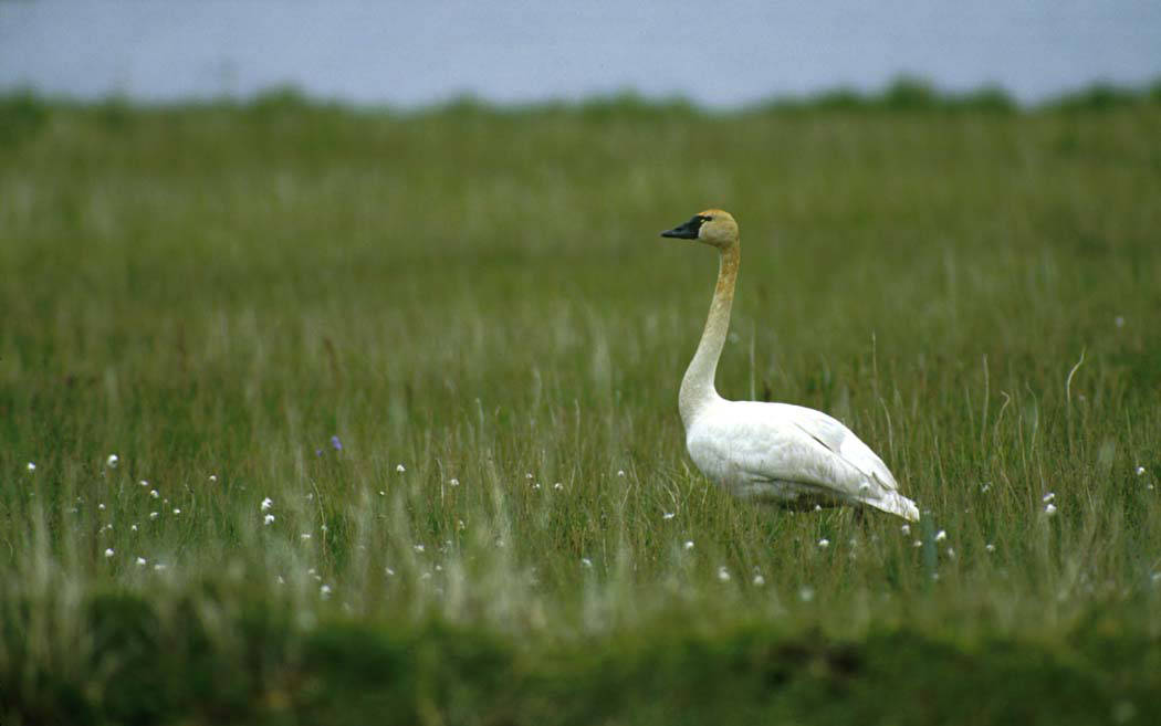 Tundra Swan