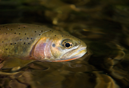 Westslope Cutthroat Trout