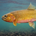 westslope cutthroat trout