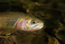 westslope cutthroat trout