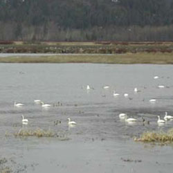 tundra swans in Basin