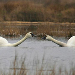 tundra kiss