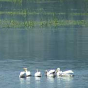 Pelicans