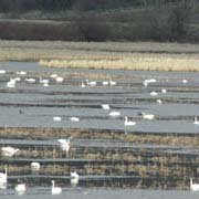 tundra swans in Basin